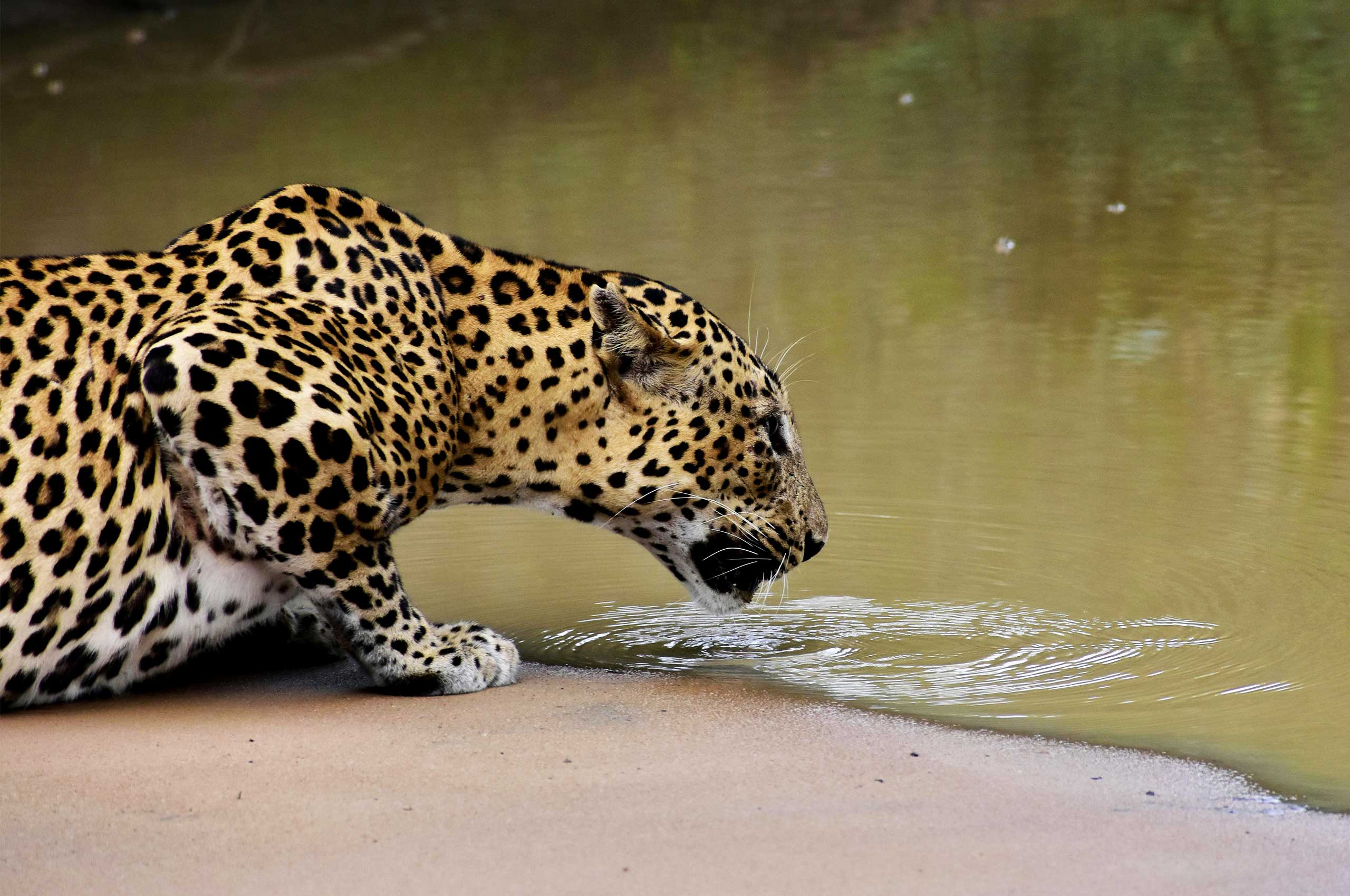 Tiger Wild Life In Sri Lanka